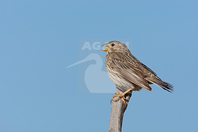 Grauwe Gors zingend op een stok Lesbos Griekenland, Corn Bunting at pole singing Lesvos Greece stock-image by Agami/Wil Leurs,