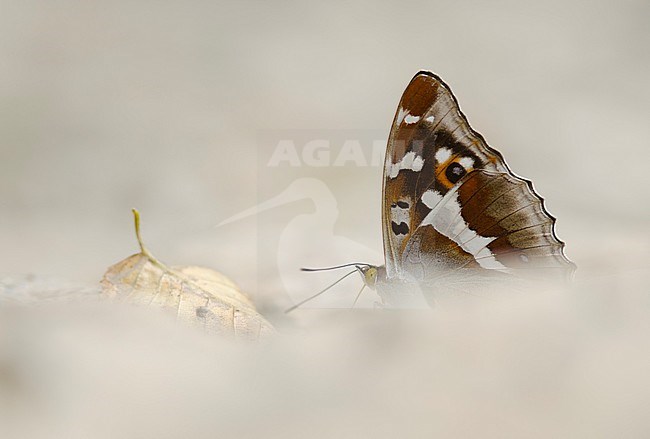 Grote weerschijnvlinder, Purple Emperor stock-image by Agami/Rob de Jong,