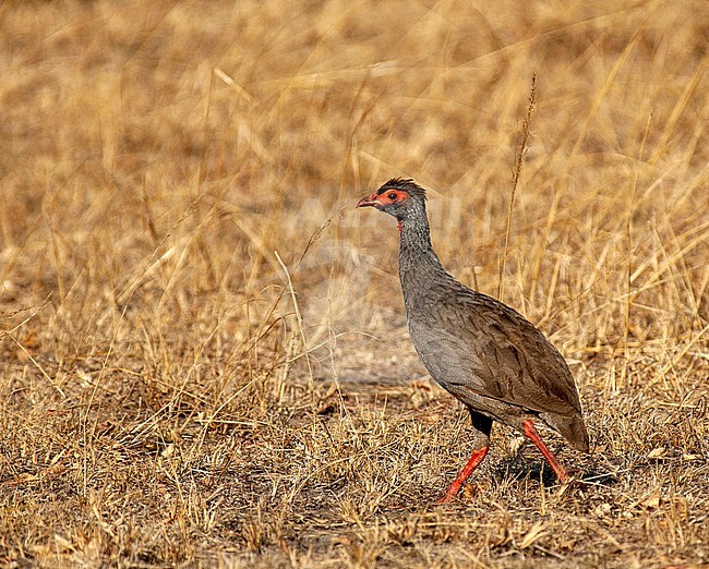 Red-necked spurfowl (Pternistis afer) walking on the plains of Uganda stock-image by Agami/Roy de Haas,