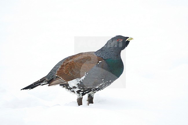 Capercaillie, Auerhoen stock-image by Agami/Marc Guyt,