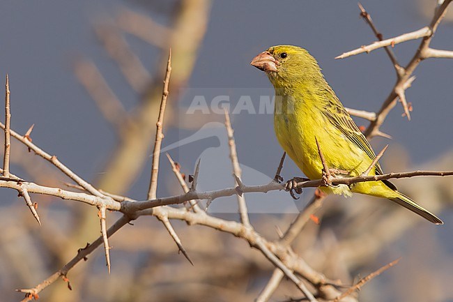 Southern Grosbeak-canary (Crithagra buchanani) perched in a bush in Tanzania. stock-image by Agami/Dubi Shapiro,