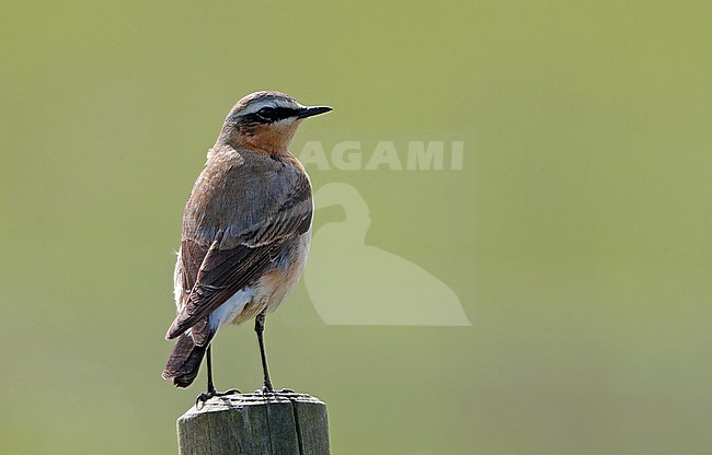 Northern Wheatear, Oenanthe oenanthe, 1st Summer male on migration at Mandø, Denmark stock-image by Agami/Helge Sorensen,