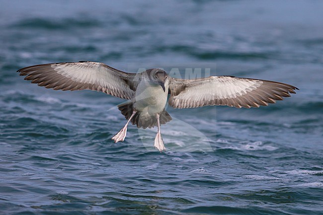 Yelkouanpijlstormvogel in de vlucht; Yelkouan Shearwater in flight stock-image by Agami/Daniele Occhiato,