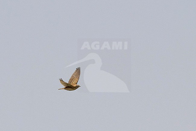 Short-toed Lark (Calandrella brachydactyla) migrating over Egypt. stock-image by Agami/Edwin Winkel,