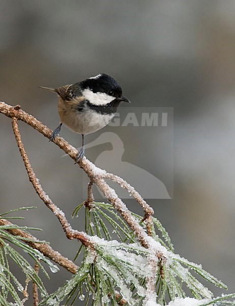 Zwarte Mees zittend op tak; Coal Tit perched on branch stock-image by Agami/Han Bouwmeester,