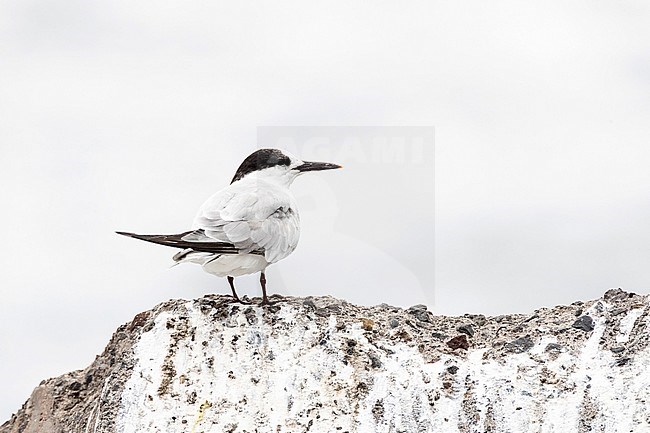 Roseate Tern (Sterna dougallii) in late summer on Madeira, Portugal stock-image by Agami/Marc Guyt,