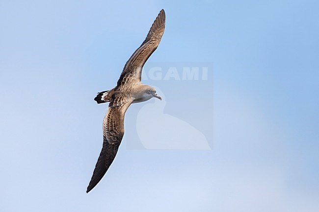 Kaapverdische Pijlstormvogel; Cape Verde Shearwater stock-image by Agami/Daniele Occhiato,