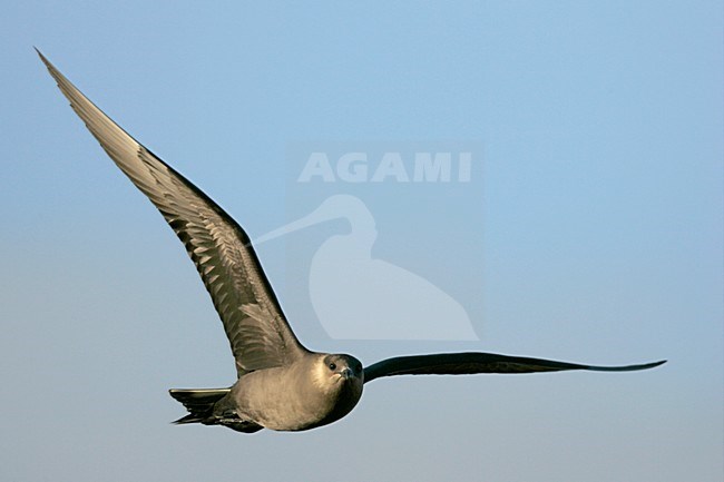 Donkere fase Kleine Jager in vlucht; Dark morph Parasitic Jaeger in flight stock-image by Agami/Menno van Duijn,