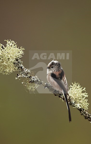 Staartmees zittend op tak, Long-tailed Tit perched on a branch stock-image by Agami/Danny Green,