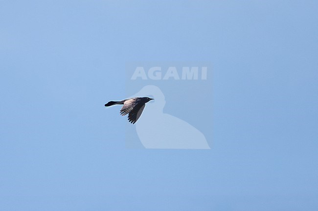 Common Grackle (Quiscalus quiscula), in flight at Cape May, New Jersey, USA stock-image by Agami/Helge Sorensen,