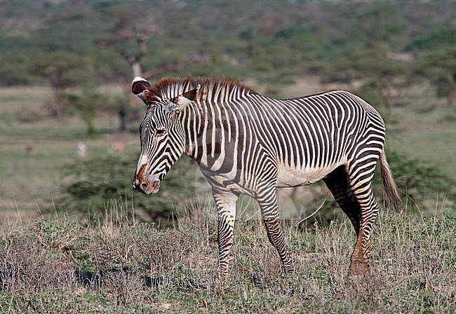 Grevyzebra, GrÃ©vy's zebra stock-image by Agami/Pete Morris,