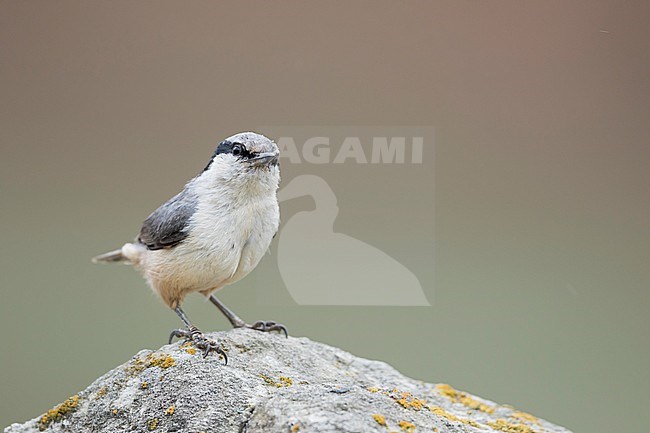 Eastern Rock Nuthatch - Klippenkleiber - Sitta tephronota ssp. tephronota, Kyrgyzstan, adult stock-image by Agami/Ralph Martin,