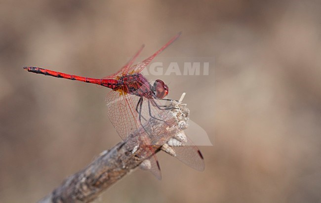 Imago Rode zonnewijzer; Adult Red-veined Dropwing; stock-image by Agami/Fazal Sardar,