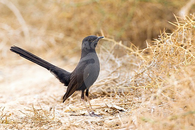 Black Scrub Robin (Cercotrichas podobe) standing on the ground at Yotvata, southern Negev desert in Israel. stock-image by Agami/David Monticelli,