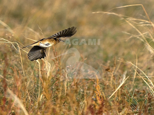 Siberian Rubythroat (Calliope calliope) during autumn migration in Mongolia. stock-image by Agami/Dani Lopez-Velasco,