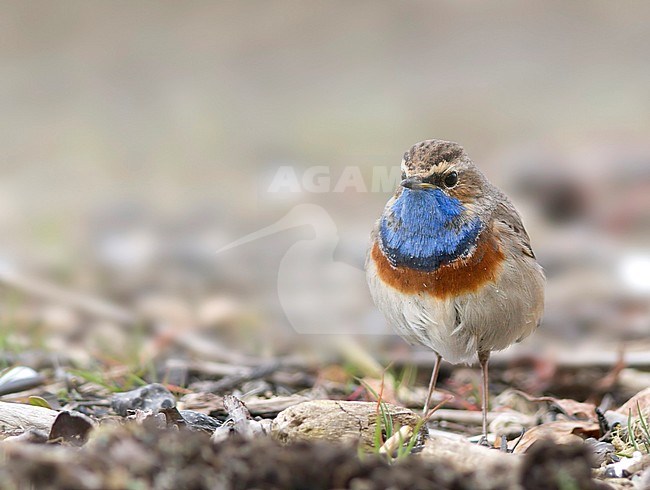 Bluethroat - Blaukehlchen - Cyanecula svecica ssp. cyanecula, Germany, adult male stock-image by Agami/Ralph Martin,