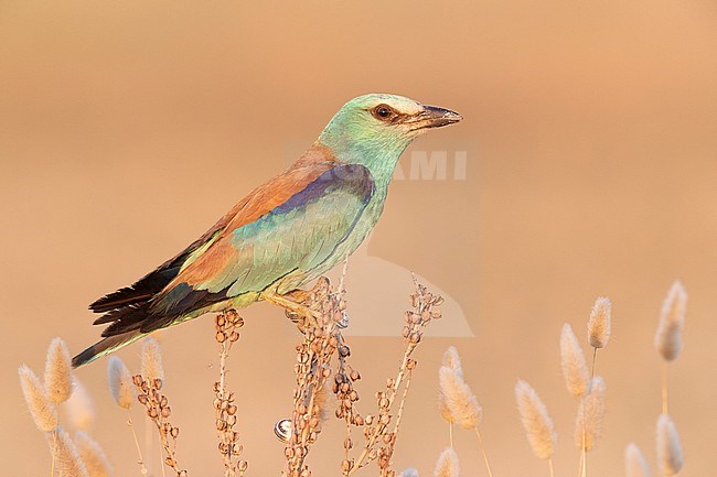 European Roller (Coracias garrulus), side view of an adult female perched on an Asphodelus sp., Campania, Italy, Campania, Italy stock-image by Agami/Saverio Gatto,