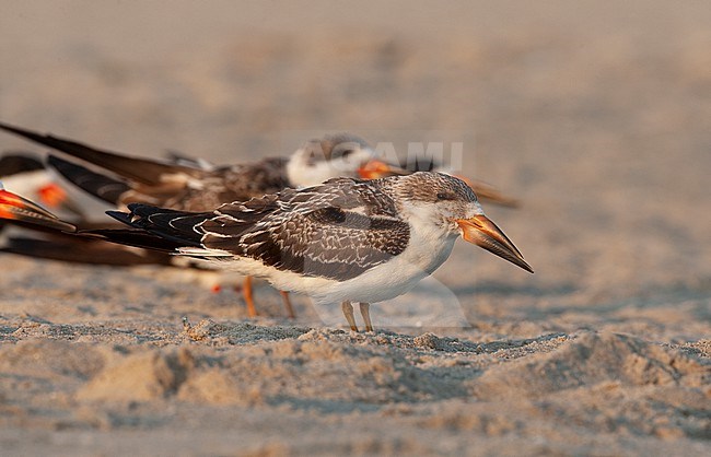 Black Skimmer (Rynchops niger), juvenile at beach in Cape May, New Jersey, USA stock-image by Agami/Helge Sorensen,