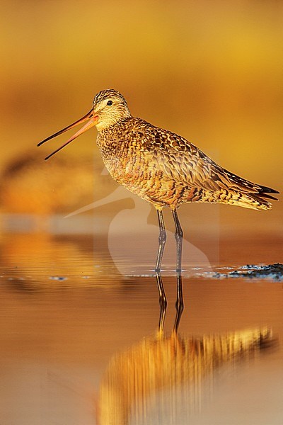 Rode Grutto, Hudsonian Godwit stock-image by Agami/Glenn Bartley,