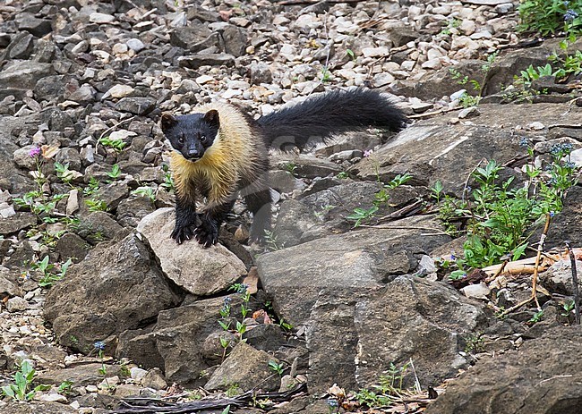 Yellow-throated marten (Martes flavigula) running over rocks stock-image by Agami/Pete Morris,