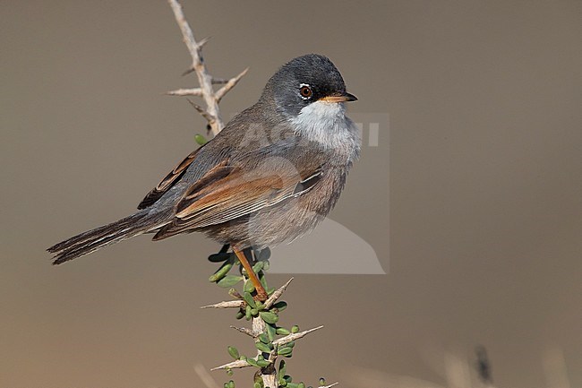 Spectacled Warbler (Sylvia conspicillata orbitalis) on Fuerteventura, Canary island, Spain stock-image by Agami/Daniele Occhiato,