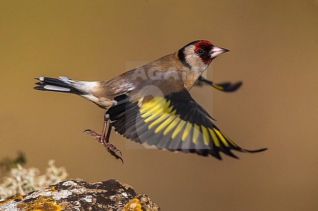 Putter; Eurasian Goldfinch stock-image by Agami/Daniele Occhiato,