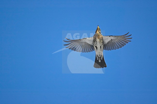 Fieldfare flying; Kramsvogel vliegend stock-image by Agami/Markus Varesvuo,