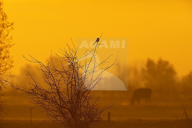 Wintering Great Grey Shrike (Lanius excubitor) perched in Hawthorn during sunrise on top of a bush in a meadow in the Netherlands. stock-image by Agami/Edwin Winkel,