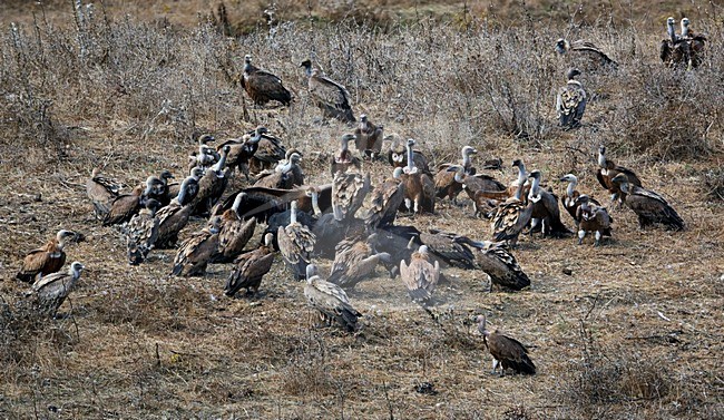 Groep Vale Gieren bij kadaver; Group of Griffon Vultures at carcass stock-image by Agami/Markus Varesvuo,