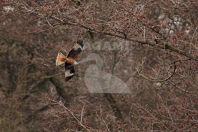An adult Red Kite (Milvus milvus) in flight in front of alder trees showing its undersite stock-image by Agami/Mathias Putze,