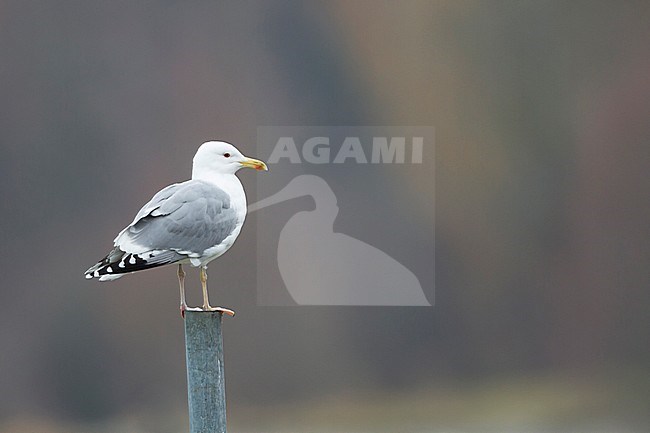 Caspian Gull - Steppenmöwe - Larus cachinnans, Germany, adult stock-image by Agami/Ralph Martin,