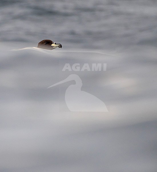 Westland Petrel (Procellaria westlandica) at sea in southern pacific ocean off Kaikoura in New Zealand. Hidden behind a wave, only showing the head. stock-image by Agami/Marc Guyt,