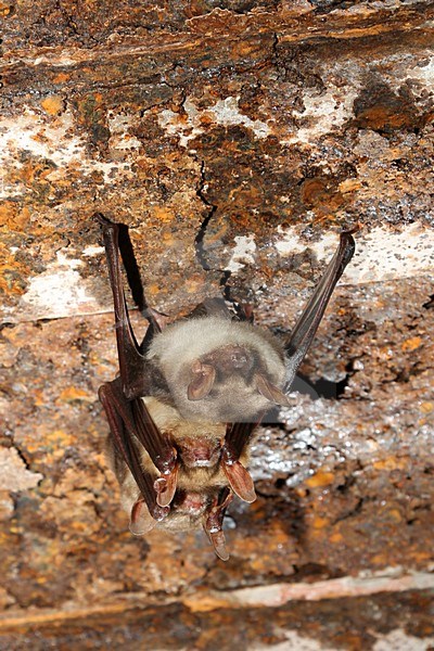 Vale vleermuizen in winterslaap, Greater Mouse Eared Bats in hibernation stock-image by Agami/Theo Douma,