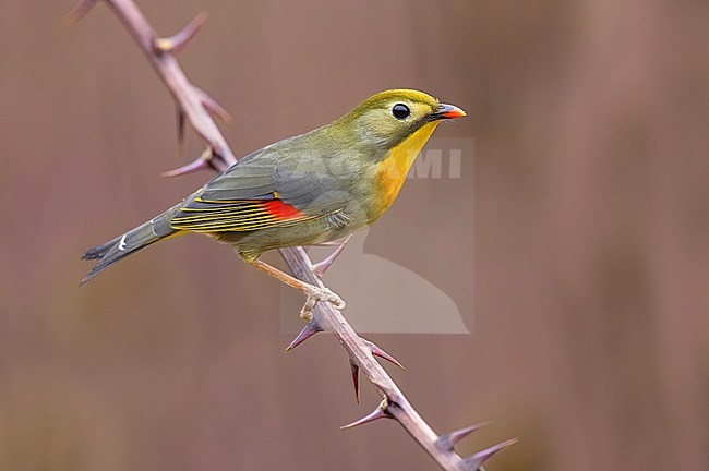 Introduced Red-billed Leiothrix (Leiothrix lutea) in Italy. stock-image by Agami/Daniele Occhiato,