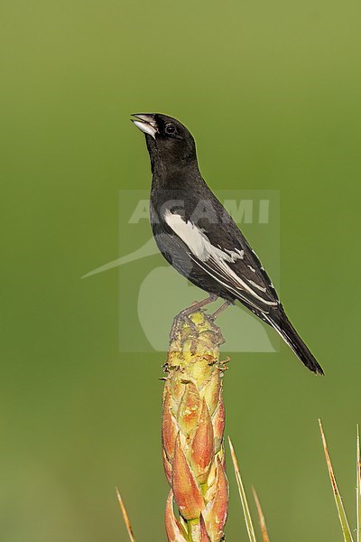 Adult male breeding
Weld Co., CO
June 2023 stock-image by Agami/Brian E Small,