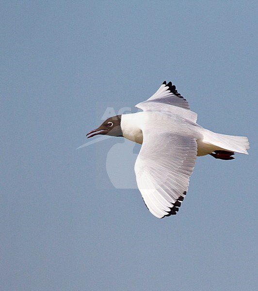 Volwassen Kokmeeuw roepend in de vlucht; Adult summer Black-headed Gull calling in flight  stock-image by Agami/Roy de Haas,