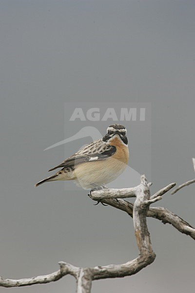 Mannetje Paapje; Male Winchat stock-image by Agami/Bill Baston,