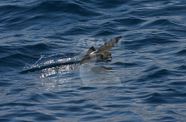 Gough Black-bellied Storm-Petrel (Fregetta tropica melanoleuca) in the Southern Atlantic Ocean, around the Tristan da Cunha and Gough islands. Also called White-bellied Black-bellied Storm Petrel. stock-image by Agami/Marc Guyt,