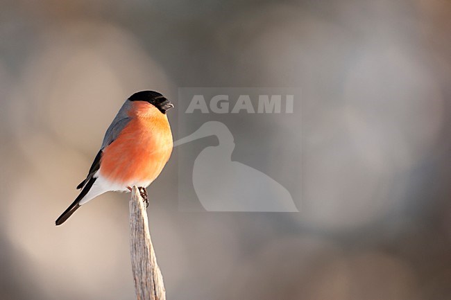 Mannetje Goudvink op een tak; Male Eurasian Bullfinch perched on a branch stock-image by Agami/Han Bouwmeester,