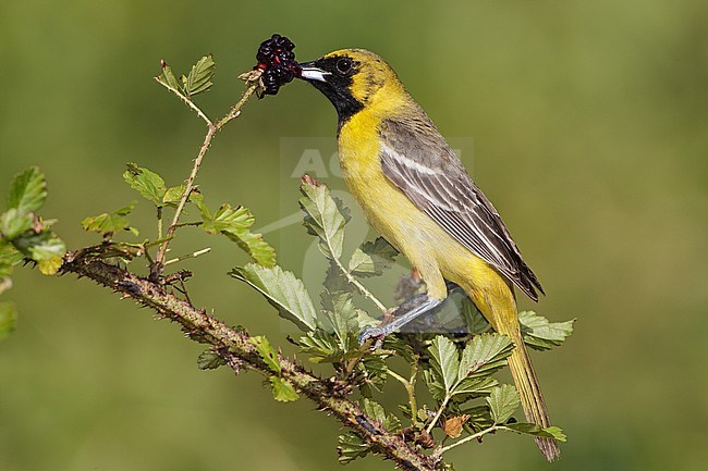 1st spring male
Galveston Co., TX
April 2012 stock-image by Agami/Brian E Small,