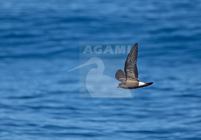 Monteiro's Storm Petrel, Oceanodroma monteiroi, in flight off the island Graciosa in the Azores, Portugal. Also known as Hydrobates monteiroi. stock-image by Agami/Pete Morris,