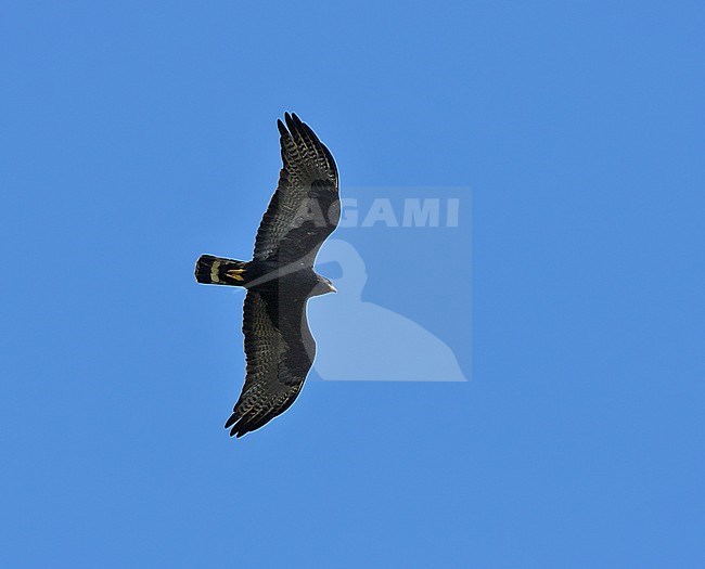 Bandstaartbuizerd vliegend, Zone-tailed hawk in flight stock-image by Agami/Greg & Yvonne Dean,