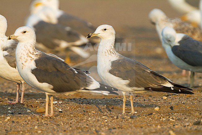 Heuglin's Gull - Tundramöwe - Larus heuglini, Oman, 2nd W stock-image by Agami/Ralph Martin,