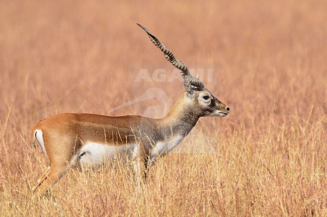 Indische Antilope, Blackbuck, Antilope cervicapra stock-image by Agami/Laurens Steijn,