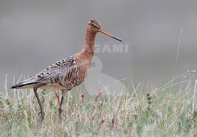 Icelandic Black-tailed Godwit (Limosa limosa islandica) standing in grass on Iceland. stock-image by Agami/Markus Varesvuo,