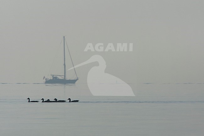 Boot en ganzen op het IJsselmeer, Boat and geeze at IJsselmeer stock-image by Agami/Wil Leurs,