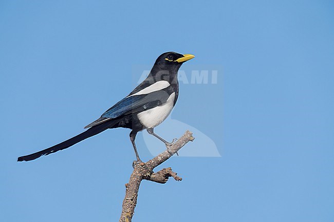 Adult
Santa Barbara Co., CA
November 2022 stock-image by Agami/Brian E Small,