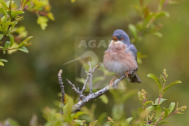 Male Moltoni's Warbler (Sylvia subalpina) in Italy. stock-image by Agami/Daniele Occhiato,