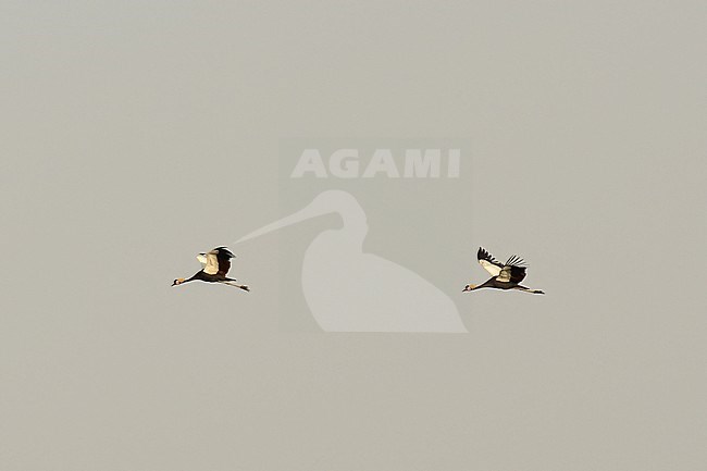 Black Crowned Crane (Balearica pavonina) in Ethiopia. Two cranes in flight. stock-image by Agami/Laurens Steijn,