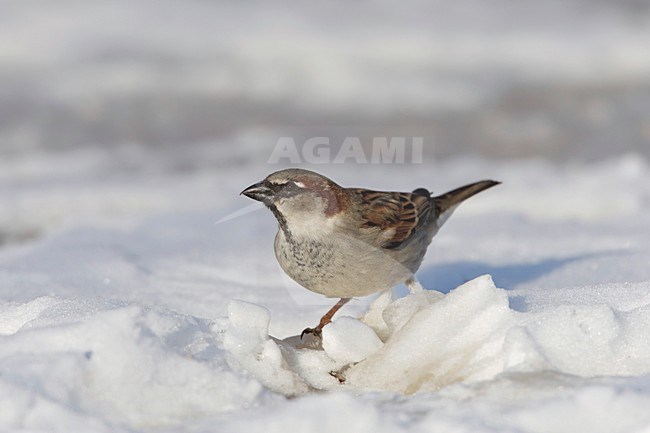 Mannetje Huismus in de sneeuw; Male House Sparrow in snow stock-image by Agami/Arie Ouwerkerk,